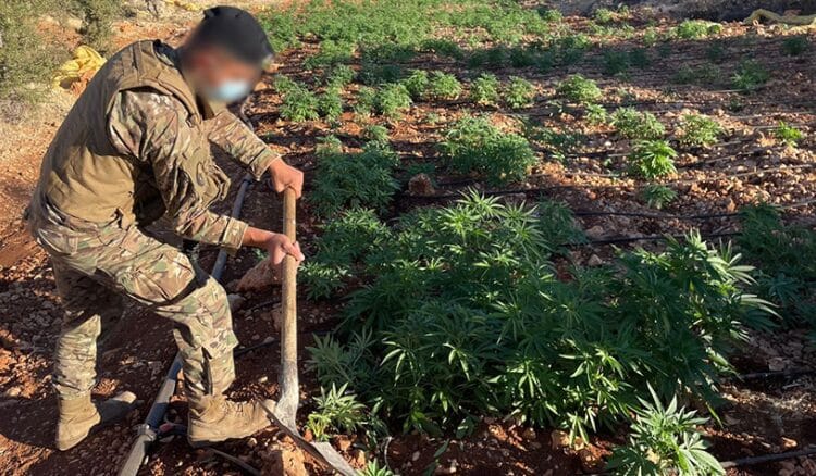 الجيش: إتلاف 7 دونمات مزروعة بالحشيشة وضبط معدات لتصنيع الكبتاغون