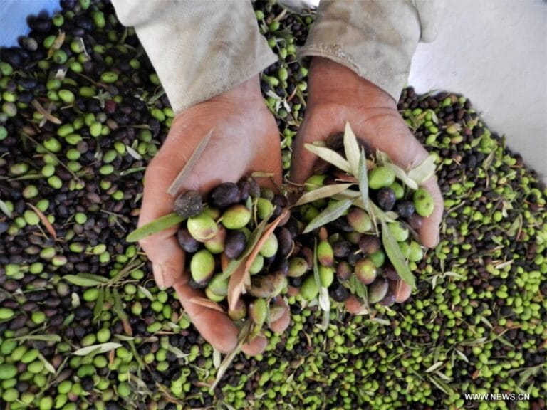 لبنان نائبًا لرئيس المجلس الدولي للزيتون لسنة 2026